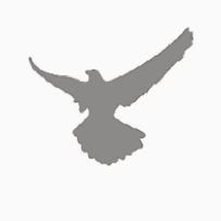 Aquila UAS Logo
